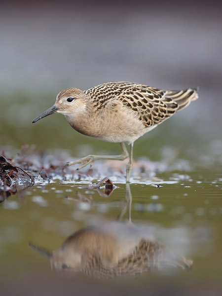 Suokukko, Ruff, Calidris pugnax